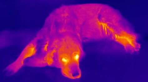 ejemplo foto termica para veterinaria venta alquiler gimateg